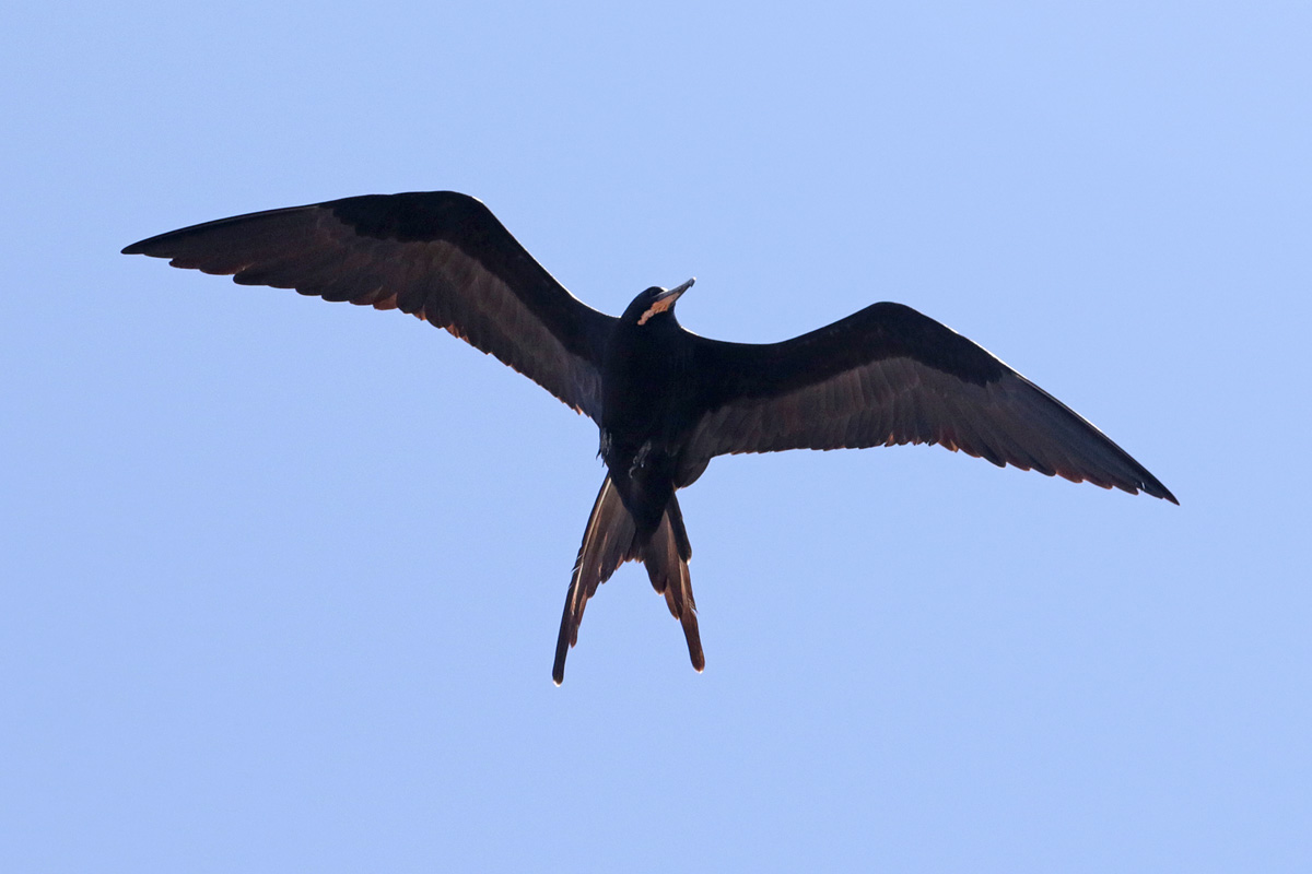 Great Frigatebird